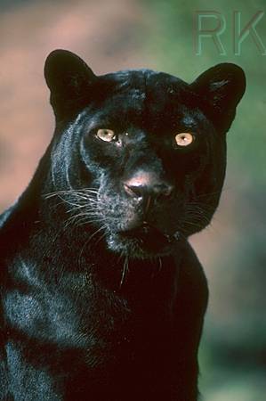 Blackpanther - 78.jpg